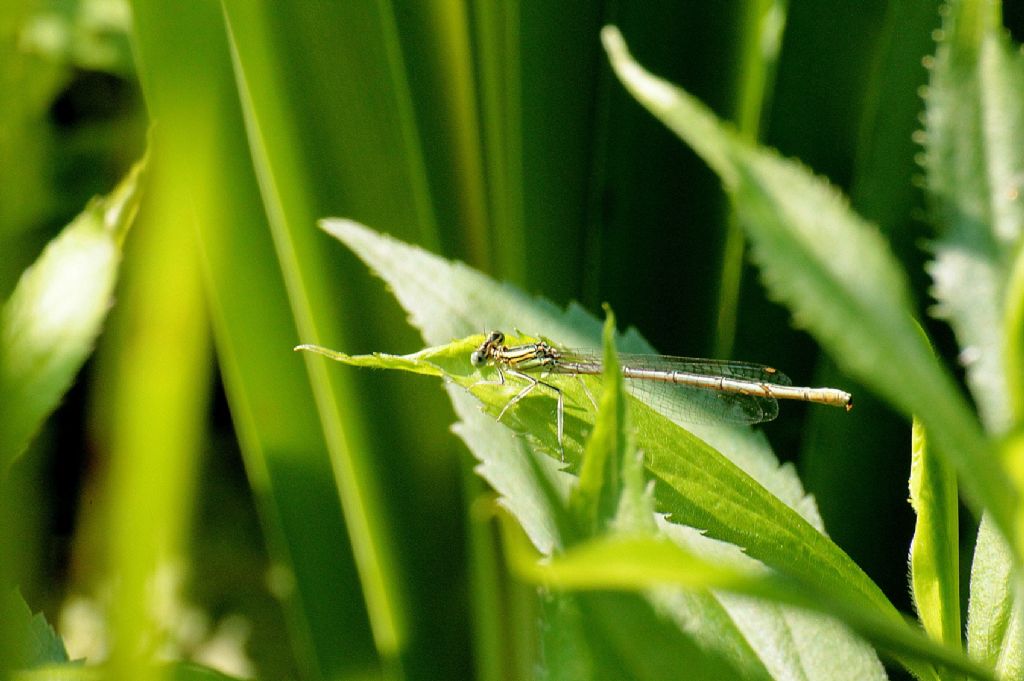 Platycnemis pennipes femmina?